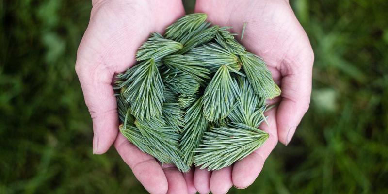 筑牢安全防线，畅通产业命脉：特种材料与化学品供应链的风险管控与优化之道