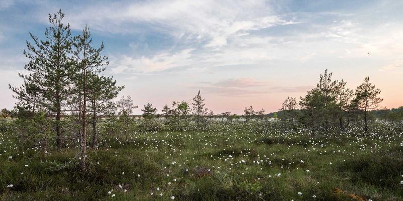 精细化工如何驱动新能源电池革命？福美兰通等关键材料的应用与前景深度解析